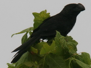 Anó chico