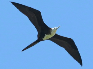 Ave fragata/Magnificent Frigatebird