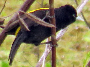 Boyero ala amarilla