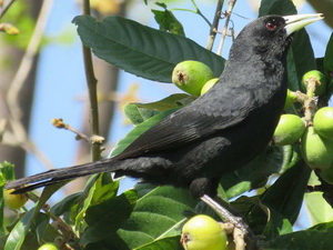 Boyero negro