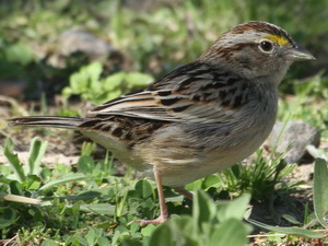 Cachilo ceja amarilla