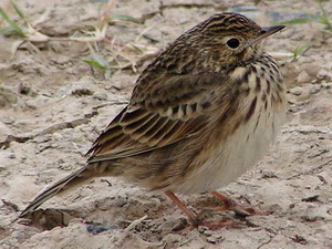 Cachirla uña corta