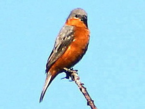 Capuchino canela