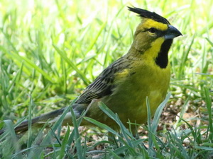 Cardenal amarillo