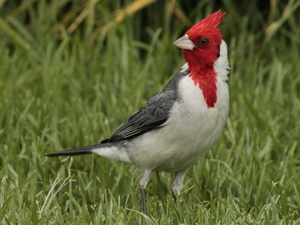 Cardenal común