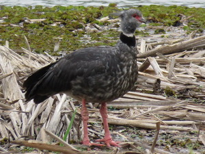 Southern screamer