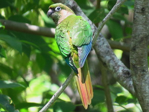 Chiripepé cabeza verde