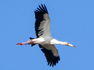 Cigüeña americana