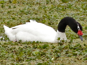 Black-necked swan