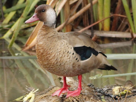 Brazilian teal