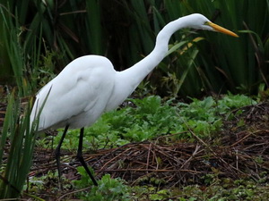 Garza blanca