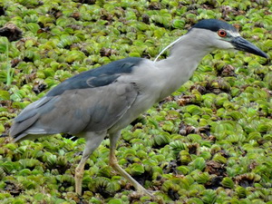 Garza bruja