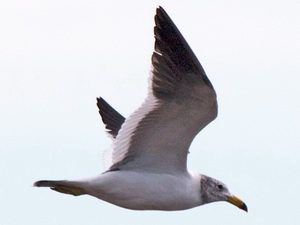 Gaviota cangrejera