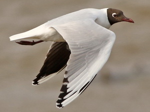 Gaviota capucho café