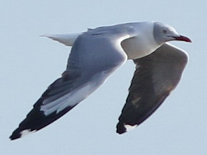 Gaviota capucho gris