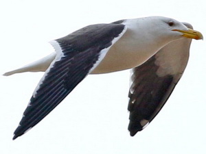 Gaviota cocinera