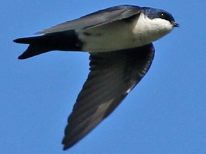 Golondrina barranquera