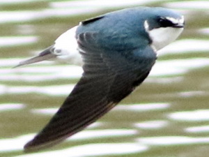 Golondrina ceja blanca