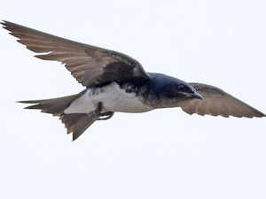 Golondrina doméstica