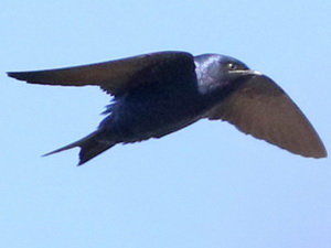 Golondrina negra