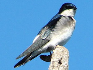 Golondrina patagónica