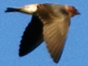 Golondrina rabadilla canela