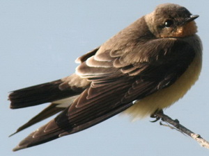 Golondrina ribereña