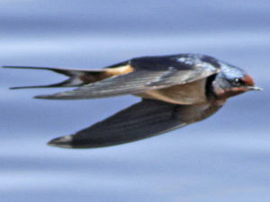 Golondrina tijerita