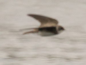 Golondrina zapadora