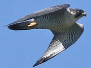 Halcon peregrino