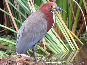 Hocó colorado