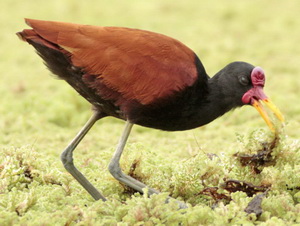 Jacana