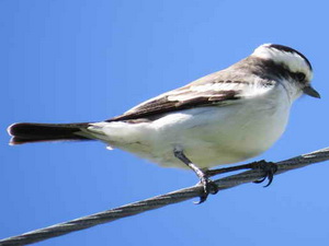 Monjita coronada