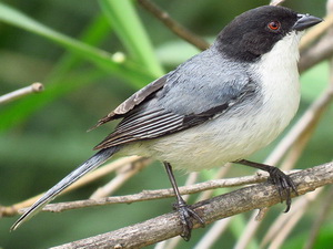 Monterita cabeza negra