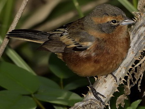 Monterita canela