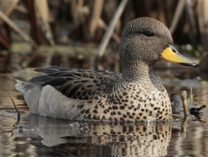 Yellow-billed teal