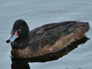 Pato cabeza negra