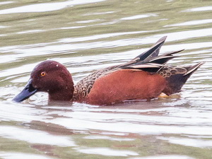 Cinnamon teal