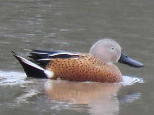 Redshoveler