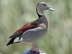 Ringed teal