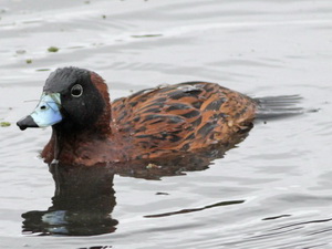 Masked duck