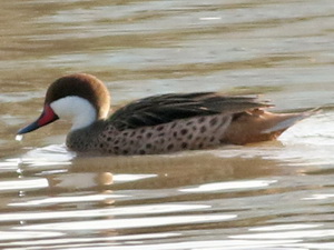 White-cheeked pintail