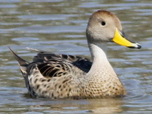 Yellow-billed pintail