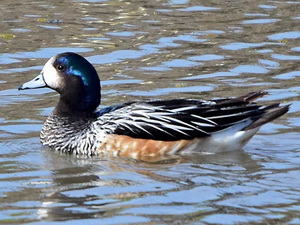 Chiloe wigeon