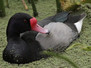 Rosy-billed Pochard