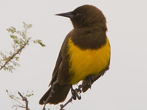 Pecho amarillo común