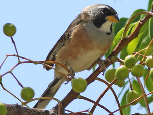 Pepitero chico