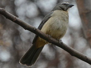 Pepitero gris