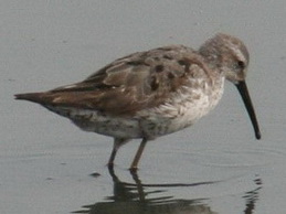 Playero zancudo