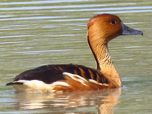 Fulvous whistling-duck